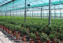 Calano le vendite di prodotti freschi. Settore florovivaistico in profonda crisi