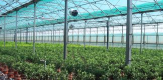 Calano le vendite di prodotti freschi. Settore florovivaistico in profonda crisi