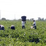 Agromafie: gli 11mila irregolari in Campania e la mancata applicazione della legge 199