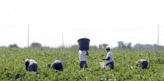 Lavoratori agricoli esclusi dal Dl Sostegni. Nel meridione caos rinnovi contrattuali