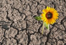 Ci possiamo definire resilienti?