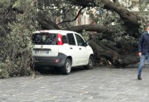 Bufera di vento sferza l’Agro e la Costiera. Danni al comparto agricolo