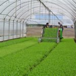 La Rucola della Piana del Sele diventa ufficialmente prodotto IGP