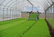 La Rucola della Piana del Sele diventa ufficialmente prodotto IGP