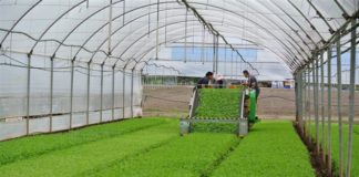 La Rucola della Piana del Sele diventa ufficialmente prodotto IGP