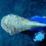 Punta Campanella, Pinna nobilis sempre più a rischio