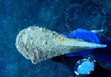 Punta Campanella, Pinna nobilis sempre più a rischio