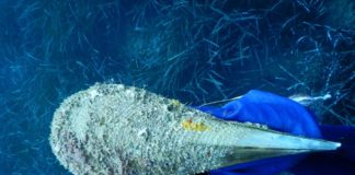 Punta Campanella, Pinna nobilis sempre più a rischio