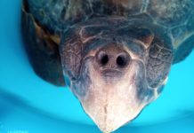 Golfo di Salerno, salvate due tartarughe. Una si chiamerà Diego Armando, l’altra viene dalla Toscana