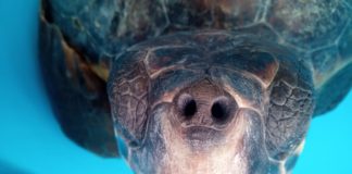 Golfo di Salerno, salvate due tartarughe. Una si chiamerà Diego Armando, l’altra viene dalla Toscana