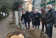 Alberature cittadine, incontro Comune di Salerno-Ordine Agronomi. Partita la pulizia dei quartieri