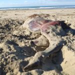 Bufalini morti sulle spiagge di Paestum, la denuncia: “Non servono alla produzione della Mozzarella di Bufala”