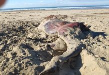 Bufalini morti sulle spiagge di Paestum, la denuncia: “Non servono alla produzione della Mozzarella di Bufala”