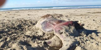 Bufalini morti sulle spiagge di Paestum, la denuncia: “Non servono alla produzione della Mozzarella di Bufala”