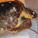 Punta Campanella, salvata grande femmina di tartaruga nel Golfo di Salerno