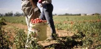 Stragi sul lavoro, in Campania già 8 morti sui campi nel 2021