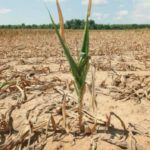 La grande siccità in un mare di negligenze