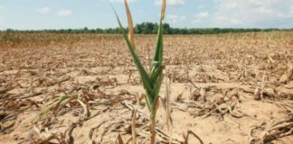 La grande siccità in un mare di negligenze