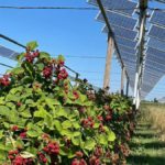 Agrivoltaico, dibattito a Ecofuturo Festival