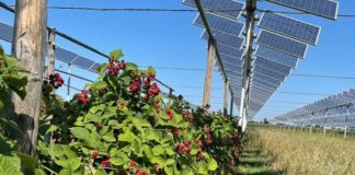 Agrivoltaico, dibattito a Ecofuturo Festival